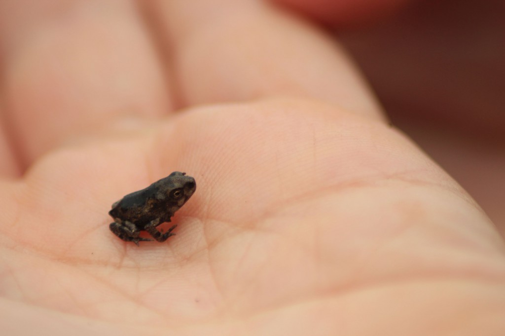 Entweder diese Hand ist groß oder der Frosch ist klein.
