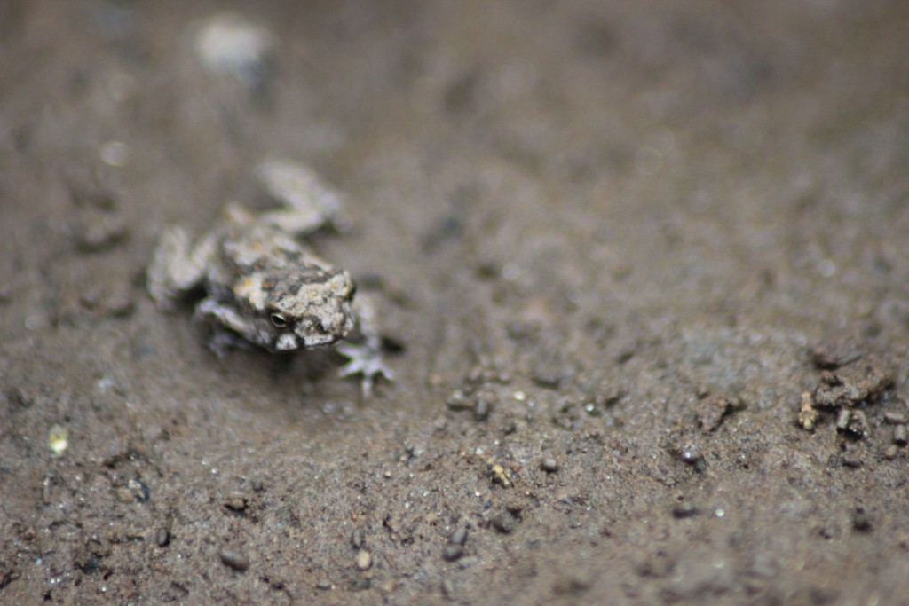 Noch ein Frosch.